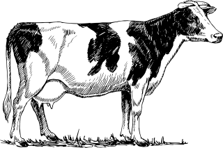 Vacip Kurban